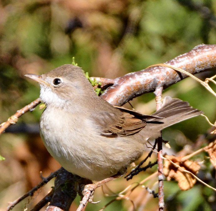 Птицы Иркутской области