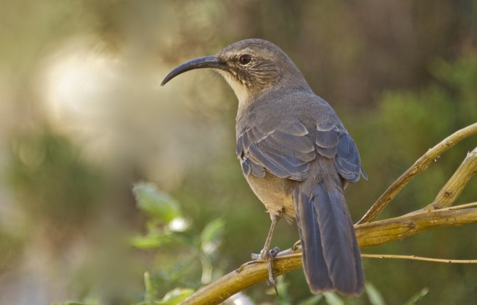 Птица Сойка Алтайский край