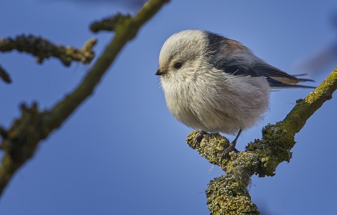 Серый Дрозд (Grey Catbird)