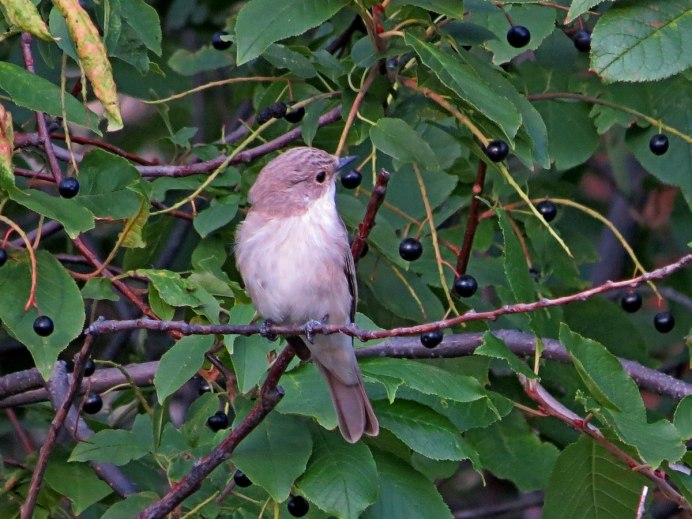 Дрозд пересмешник