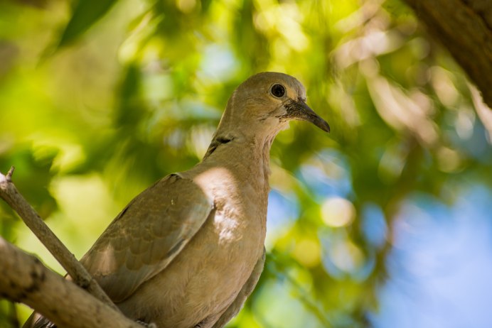 Мухоловка Кубани птичка