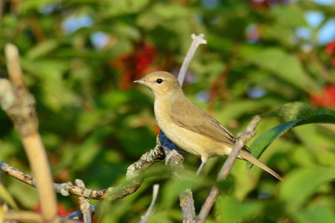 Певчие птицы Волгоградской
