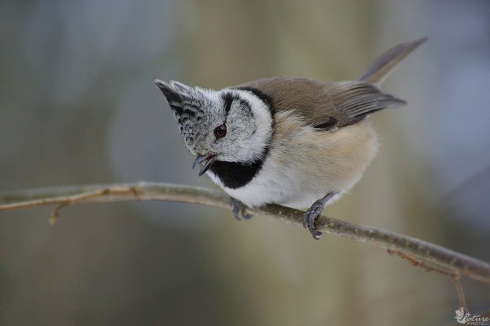 Locustella certhiola