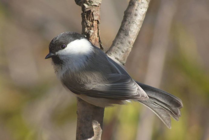 Хищная серая птица Эстонии