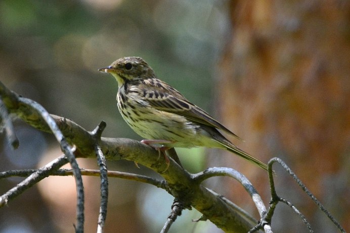 Певчие воробьиные