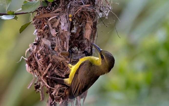 Обыкновенная чечетка