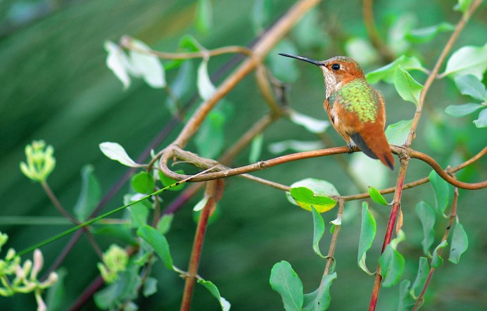 Слеток чечевицы