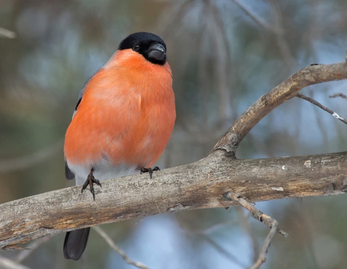 Бело коричневая птица