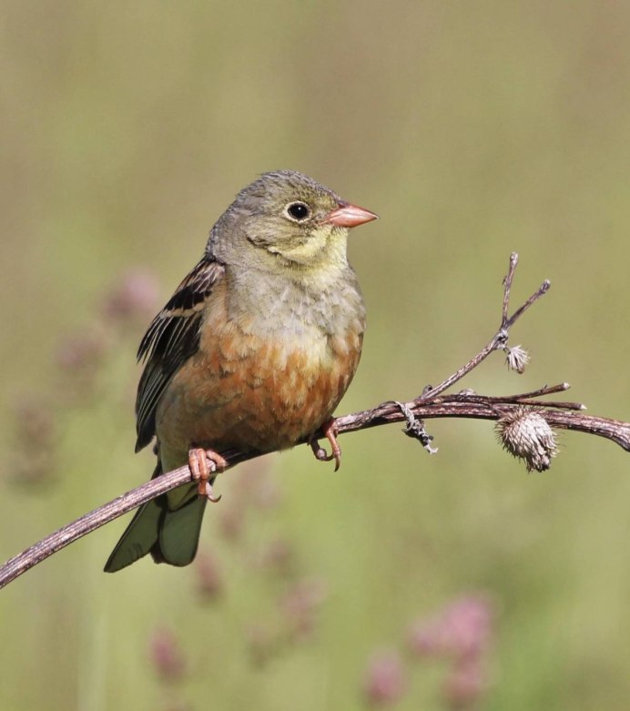 Птица сорокопут жулан