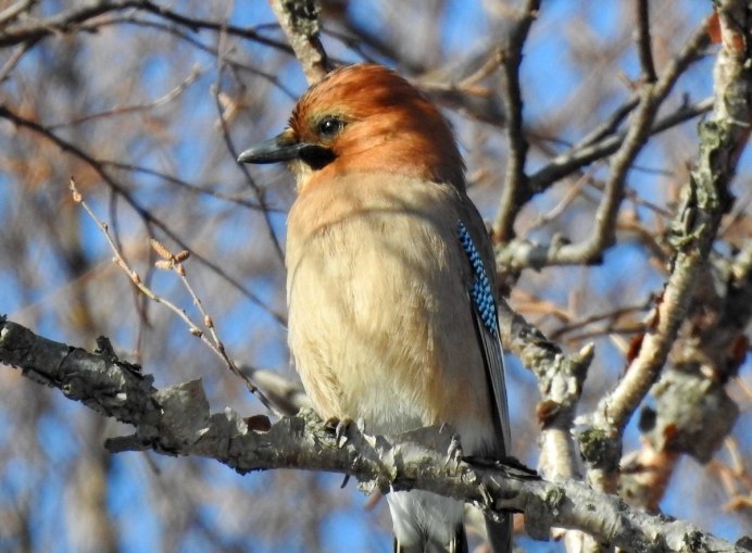 Птица на ладони
