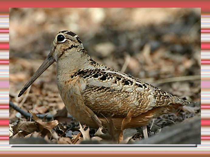 Кулик вальдшнеп