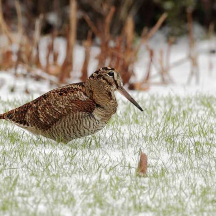 Вальдшнеп, дупель, гаршнеп