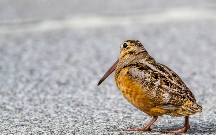 Лесной Кулик вальдшнеп