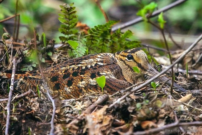 Лесной Кулик вальдшнеп