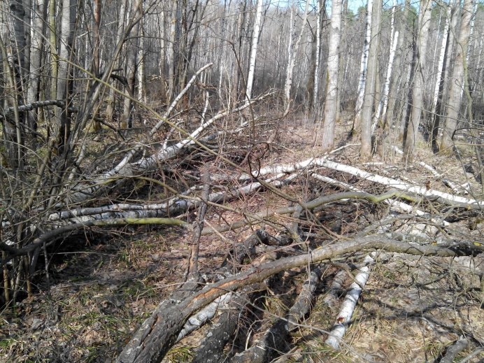 Ичалковский Бор Тайга