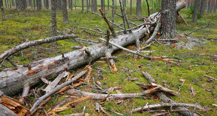 Маленькая птичка серенькая с рыжим хвостом
