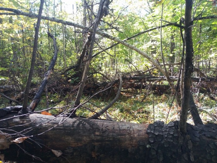 Царская птица вальдшнеп