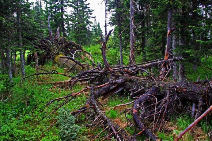 Большой каньон Крыма почтовый дуб