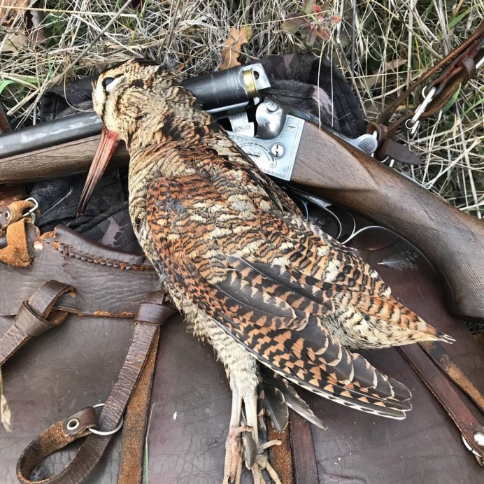 Птица вальдшнеп гнездо