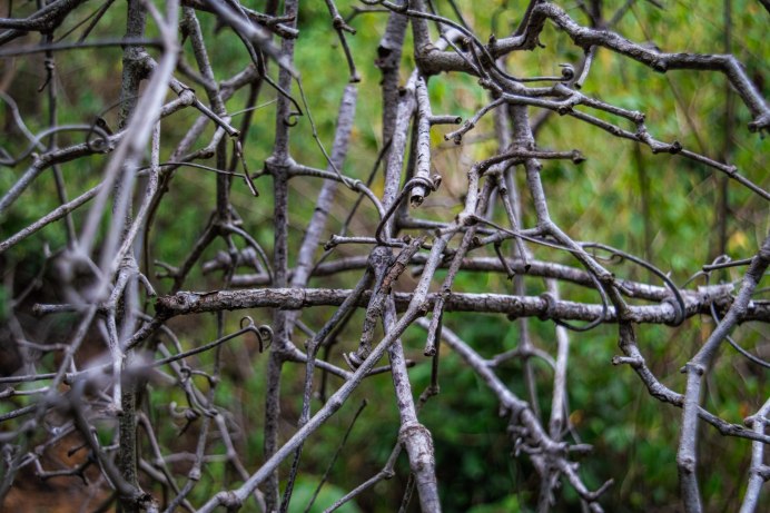 Вальдшнеп кроншнеп гаршнеп