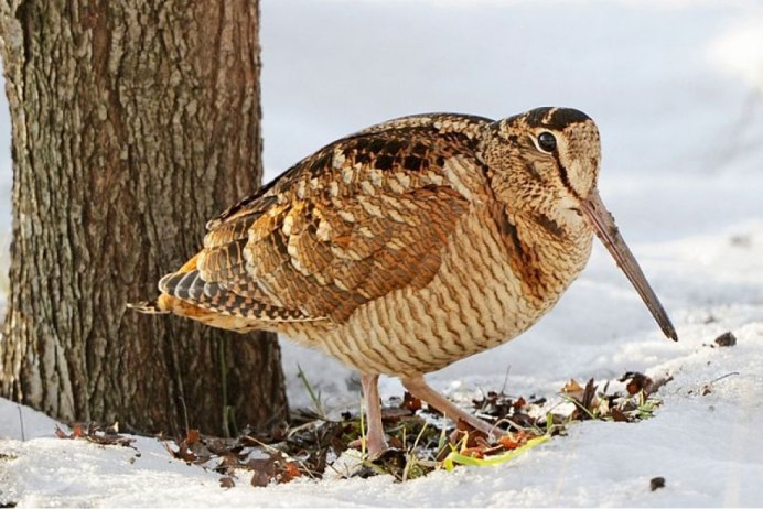 Птица Кулик вальдшнеп