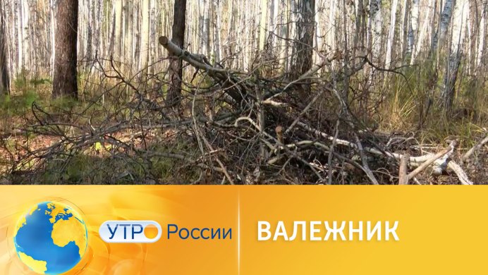 Маленькая птичка России с вздернутым хвостиком