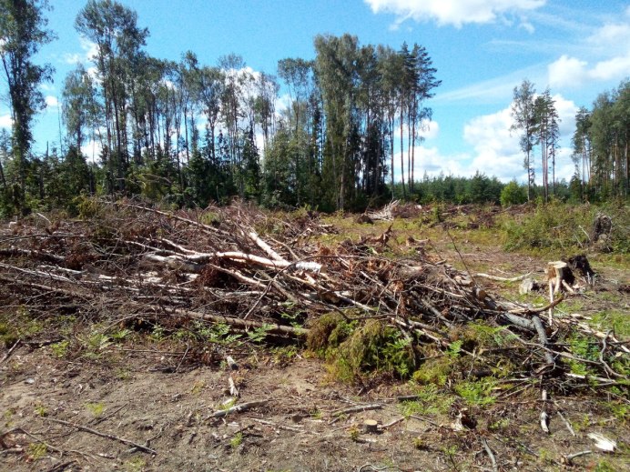Кулик вальдшнеп