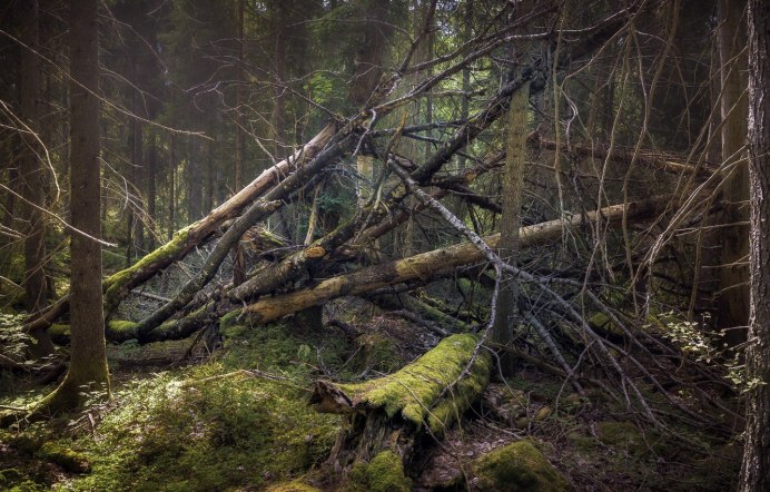 Хворост валежник