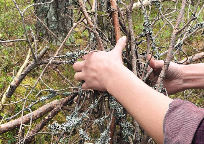 Серая птица с рыжим хвостом