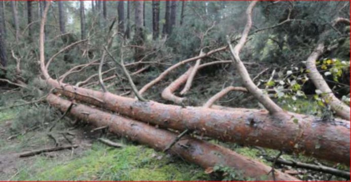 Бекас Кулик птица