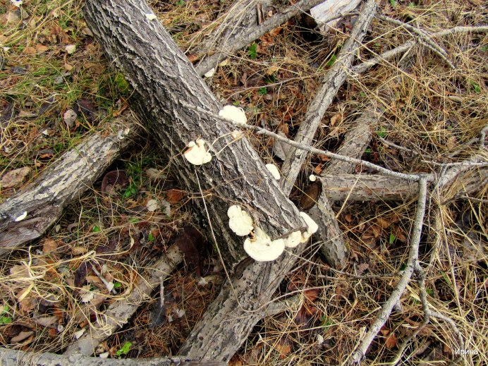 Птица Вишневка