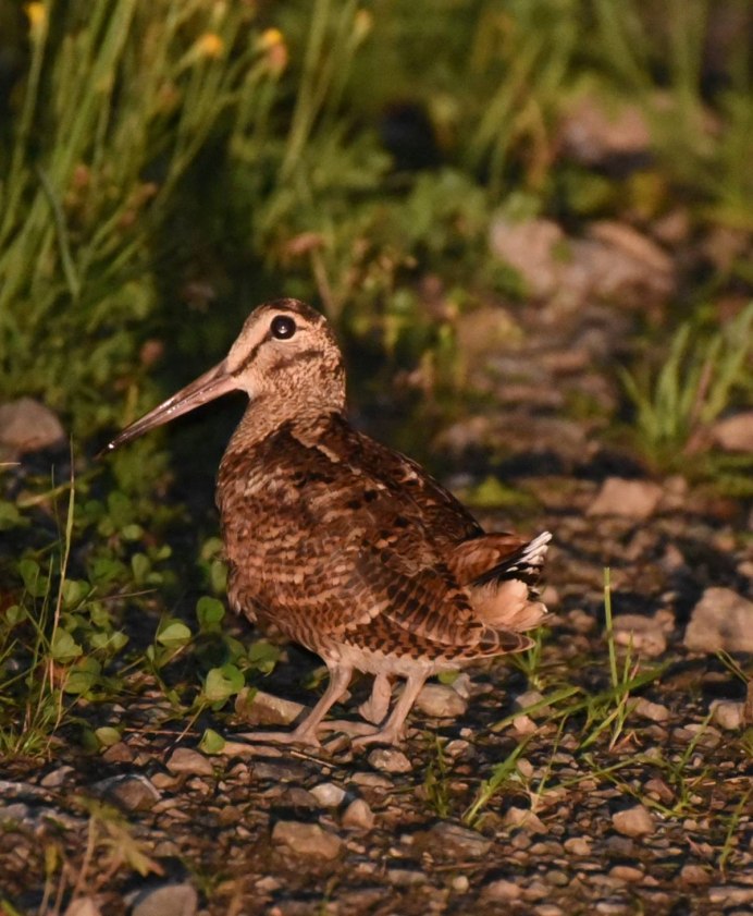 Вальдшнеп птица