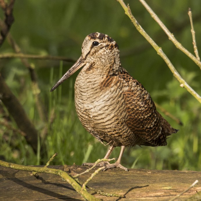 Кулик вальдшнеп