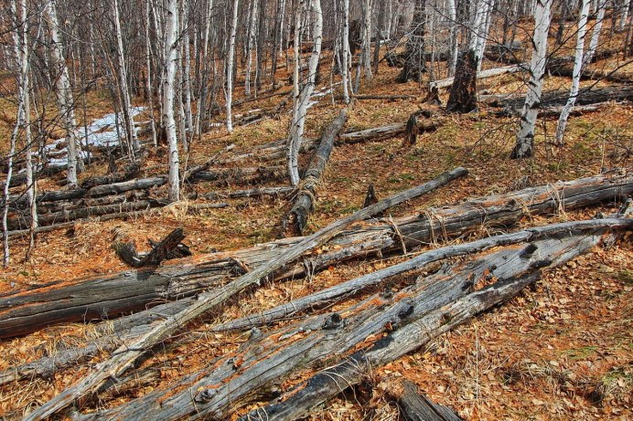 Валежник на пляже