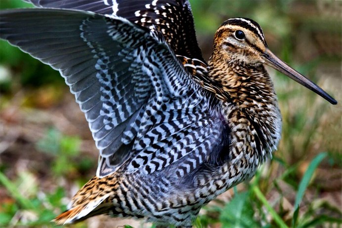 Горихвостка лысушка пение