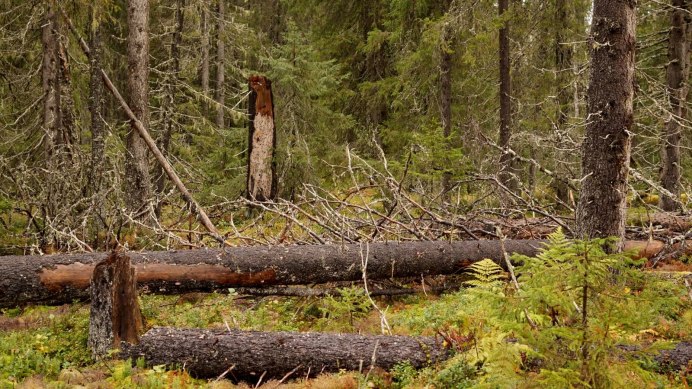 Валежник фото