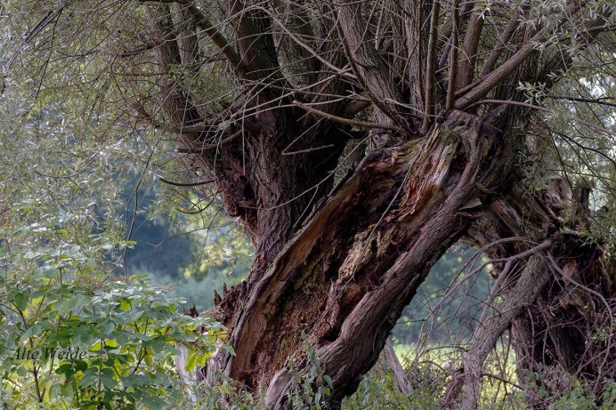 Гнездо на ветках сафари