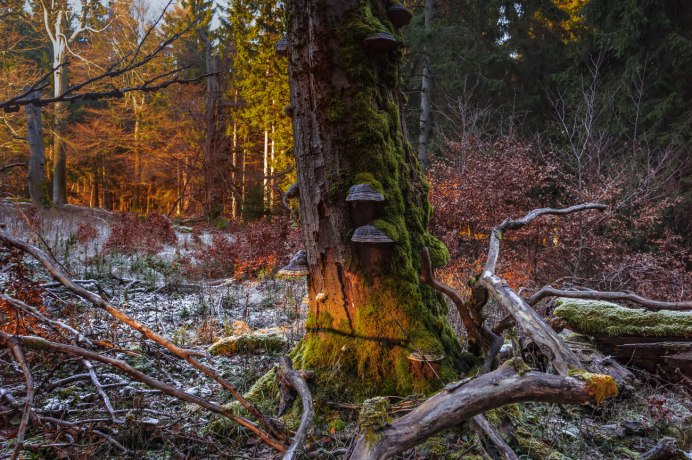 Глухарь птица с человеком