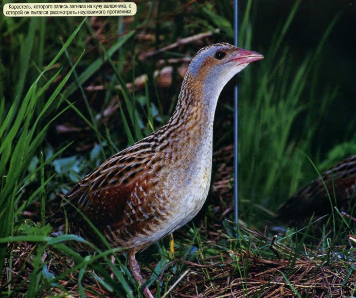 Шершневское лесничество Золотухин