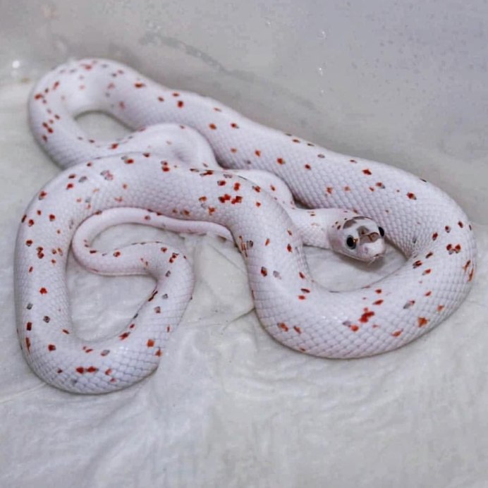 Кошачья змея на белом