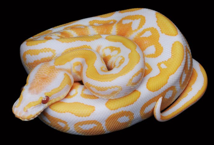 Королевский питон Piebald