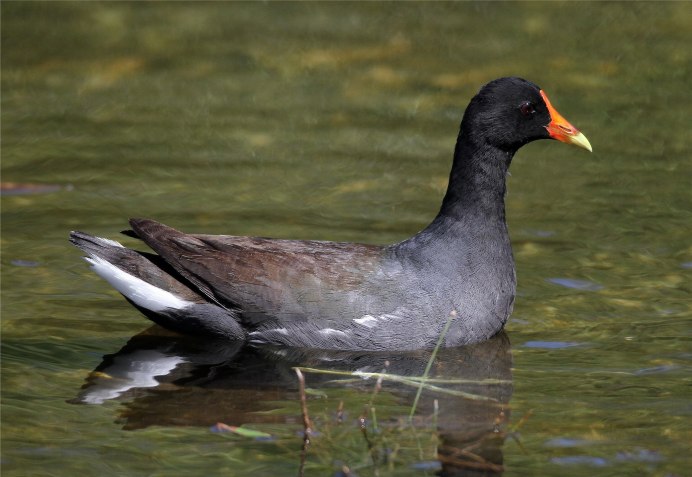 Камышница Gallinula chloropus (Linnaeus, 1758)
