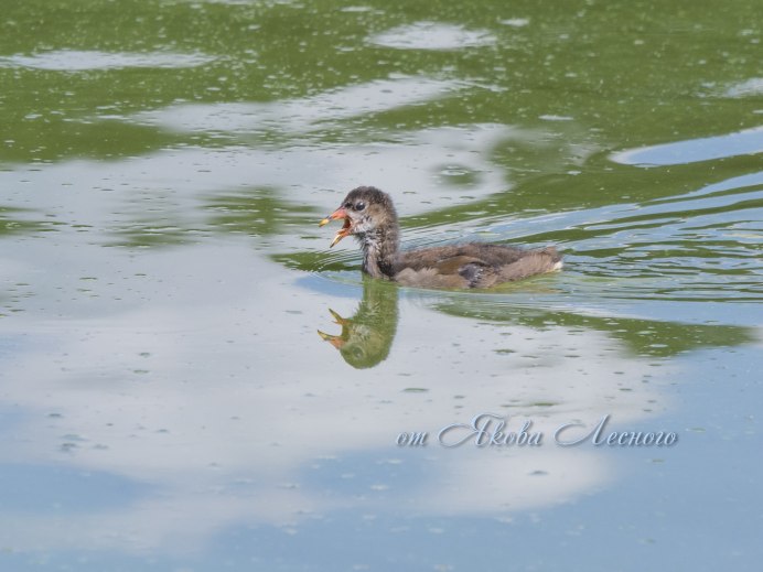 Камышница Gallinula chloropus