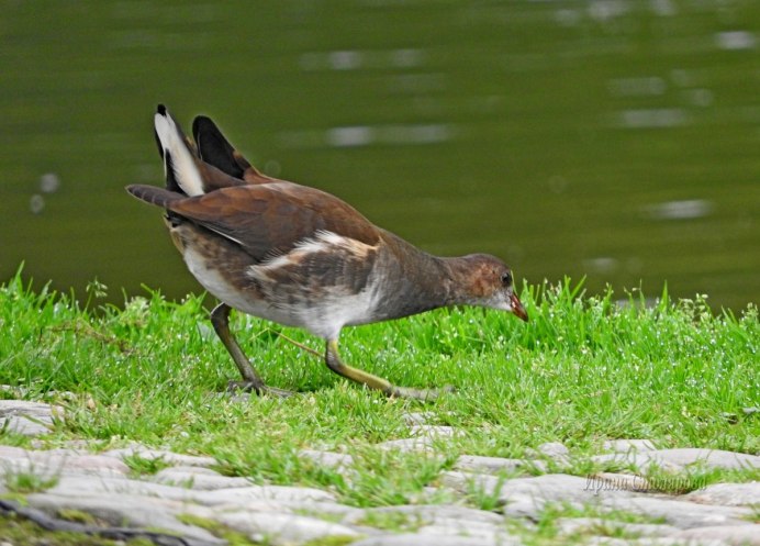 Gallinula chloropus птенец