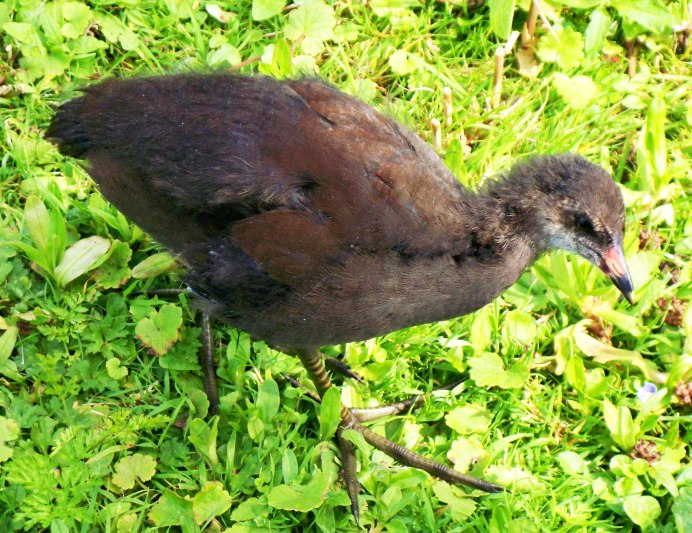 Камышница Gallinula chloropus