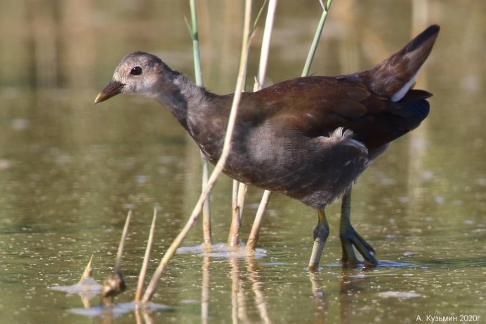 Gallinula chloropus птенец