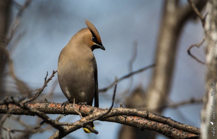 Птицы русского леса