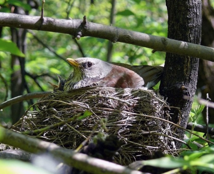 Рябинник, Дрозд-рябинник гнездо