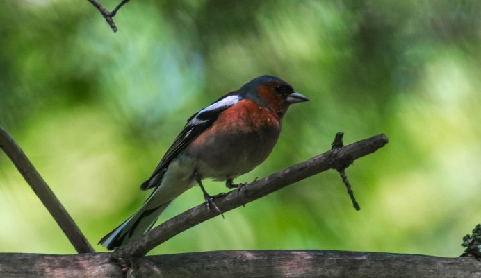 Лесные птички