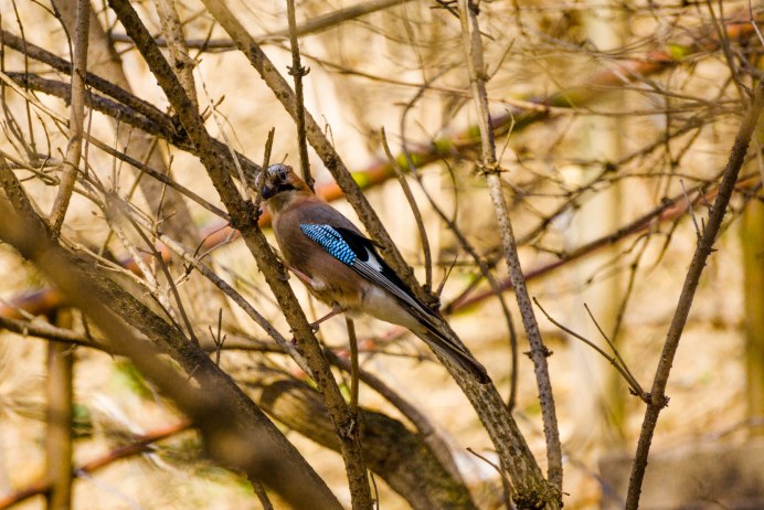 Сосновая Сойка